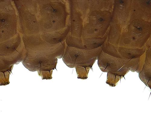 Aquatic Moth Larvae
